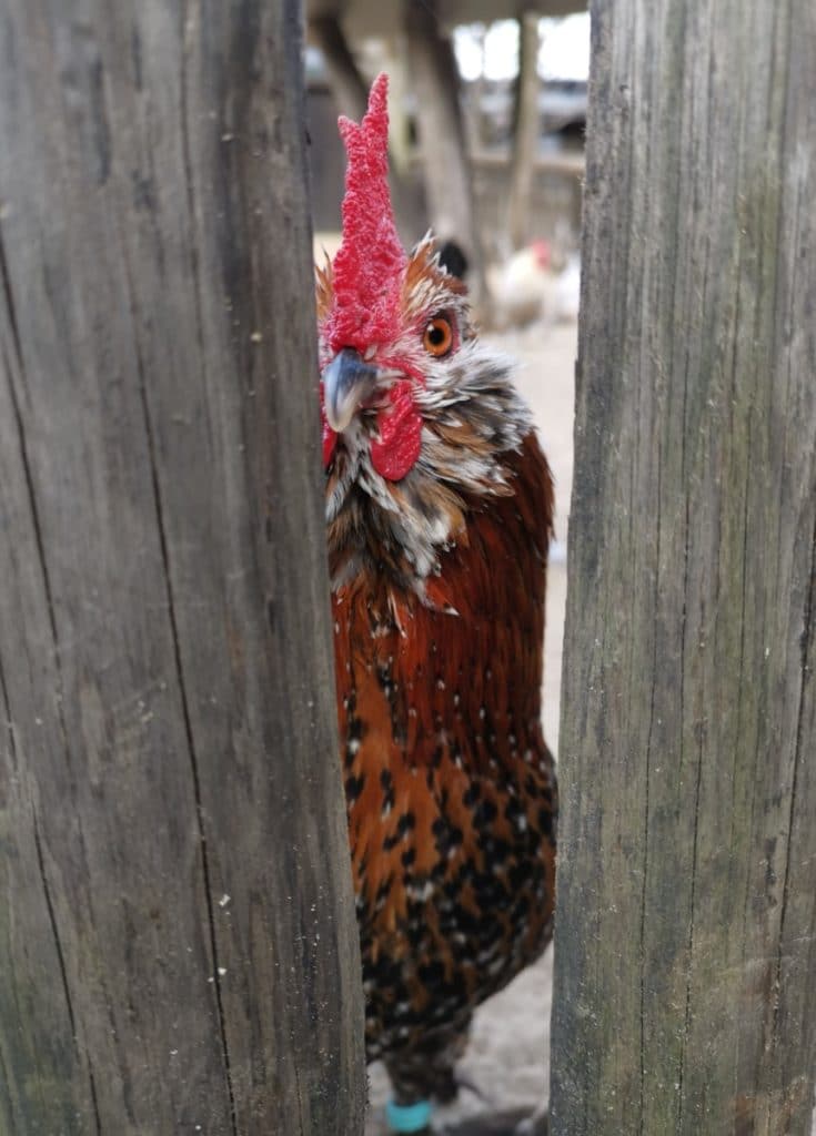 Aktivität in Potsdam - Vögel auf dem Falkenhof